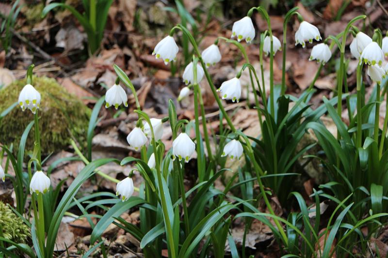 160313schatzberg (25).jpg